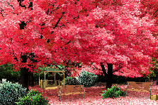 Glorious Autumn Day - Autumn