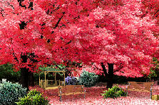 Glorious Autumn Day - Summer