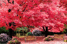 Garden design: Garden design:Glorious Autumn Day