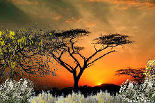 Garden design: Garden design:DEEP IN THE SERENGETI...