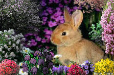 Garden design: Garden design:READY FOR EASTER!!!!! :))