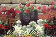 Garden design: Garden design:MY BUTTERFLY GARDEN