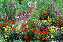 Garden design:Spring time
