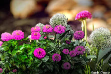 Garden design: Garden design:Simply Zinnia's and Allium