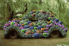 Garden design: Garden design:Chia Car