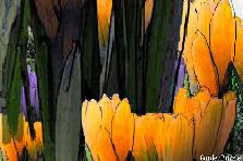 Garden design: Garden design:I changed my point of view