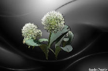 Garden design:moonlight Garden design:moonlight