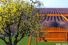 Garden design: Garden design:PURPLE ELEGANCE (my version)