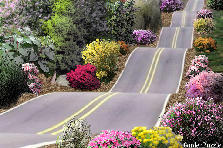Garden design:It's a one way love... Garden design:HIGHWAY OF MY HEART