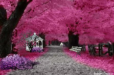 Garden design:Glorious Stinking pink Autumn Day :D