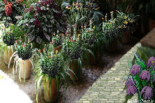 Garden design: Garden design:MY CUTE CORNER!!!!