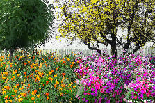 Garden design:Super Bowl Sunday battle of the flowers. Garden design:Clarkia vs Poppies