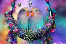 Garden design:A pair of love birds will mate for life and only remate if one or the other dies. Garden design:Love Birds