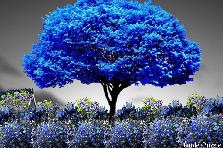 Garden design:Couldn't resist this blue tree in a black and white photo. Garden design:My Blue Blue World