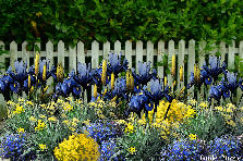 Garden design: Garden design:Picket fence