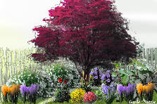 Garden design:A corner of a garden space againts a fence, with a Red Japanese Maple. Crocuses, hydrangea, bell flowers, and others decorate the foreground. Garden design:Corner Garden