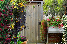 wood door - Summer