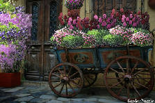 Garden design: Garden design:The tulip wagon