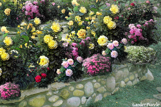 Garden design:yellow roses - Summer