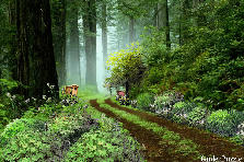 Garden design: Garden design:After The Rain