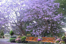 Garden design: Garden design:Jacaranda Lilac Tree