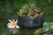 Garden design: Garden design:Basket of Gold in Floating Korean Pottery