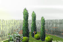 Garden design: Garden design:kampas