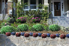 Garden design:Front Garden V1