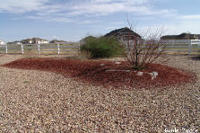 DAVIS 2012 PLANTING - Winter