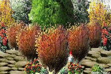 Garden design:autumn goodness