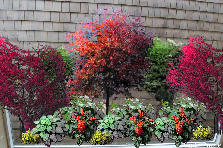 shower wall 3 - Autumn