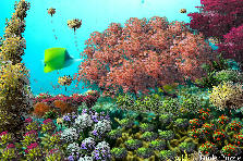 Dive in the garden - Autumn