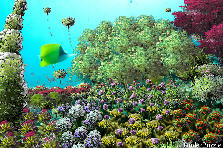 Dive in the garden - Summer