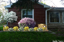 Garden design: Garden design:left front