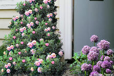 Garden design:The backyard roses :)