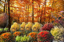 Garden design:Changing leaves