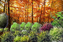 Changing leaves - Summer