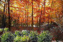 Changing leaves - Winter