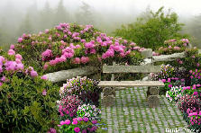 Garden design: Garden design:Secluded