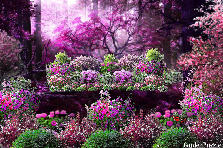 Garden design:In the early morning mist as it rises, breaking up from the heat of the golden sun, revealed in the depths of this mystic forest is something unusual. A color that does not exist according to the color wheel... fuchsia, along with the meny beautiful splenderous colors that blend with it to make it most enchanted. Purples, wines, whites, greens, lighter pinks, and casting hues of shimmers. Deep tones excite you.... Garden design:The Fuchsia Forest