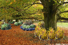 Through the Brush - Autumn