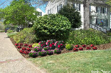 Garden design:willis annual