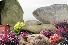 Garden design: Garden design:Comment survivre en milieu hostile
