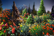 Garden design:Remembering Colorado
