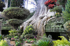 Garden design:Beneath these giant flowing roots once stood an elegant courtyard. The breezeways that surrounded it, was inlayed with lusious marbles, and expensive stones and draperies. Gold leafing creased the inside trim of the luxurious walls. Centries have passed and remenants of the lovely courtyard that held lovely ladies in waiting, and gentlemen...still stand, but barley, worn by the elements of time and this old tree. A wild garden has graced the old courtyard to make it a monumant that still dra Garden design:Giant Flowing Roots