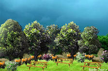 Garden design: Garden design:Picnic Time