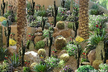 Garden design:A lovely little garden in the middle of nowhere:)) Garden design:Cactus Garden