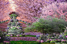 Garden design:Lavender Petals Dusting My Face