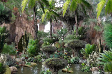 Garden design:Is it possible to find a swampy mysterious area in a desert area? A place with twisted rooted trees likened to dried layers of huge paper like leaves. Huge caverns in the trees that are fused together, harbor unusual cave like spaces.... Twisted around and around them is unusual trees, psalms and ferns, as well as a swamp, filled with wonderous things. Garden design:Mysterious Desert Swamp