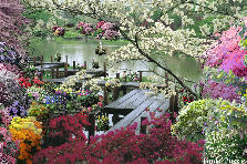 Garden design:Whenever I feel the need to get away from myself, and all my troubles, and find serinity and beauty, I drive far to the edge of town to a beautiful lake that blooms with wonders in all seasons. It has a boardwalk that twists around one side, and lovely quiet places to reflect on the opposite side. Set in colors, and scents to fill the soul. Garden design:Lakeside Boardwalk